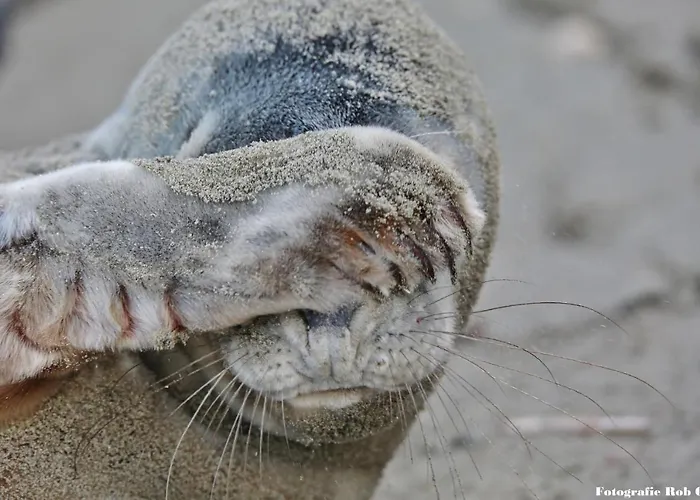 Gluecklich Am Deluxe Mit Wellnesszugang Appartement Egmond aan Zee