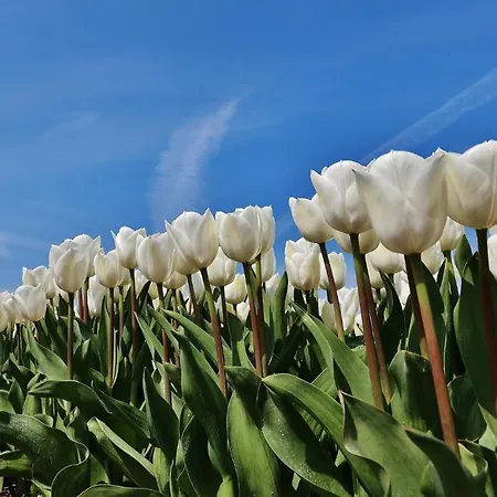 شقة Gluecklich Am Deluxe Mit Wellnesszugang *